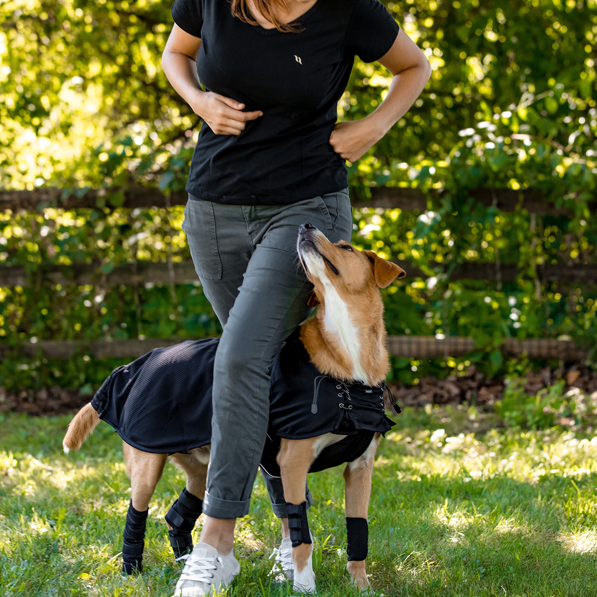 Back On Track Dog Hock Brace (Pair)