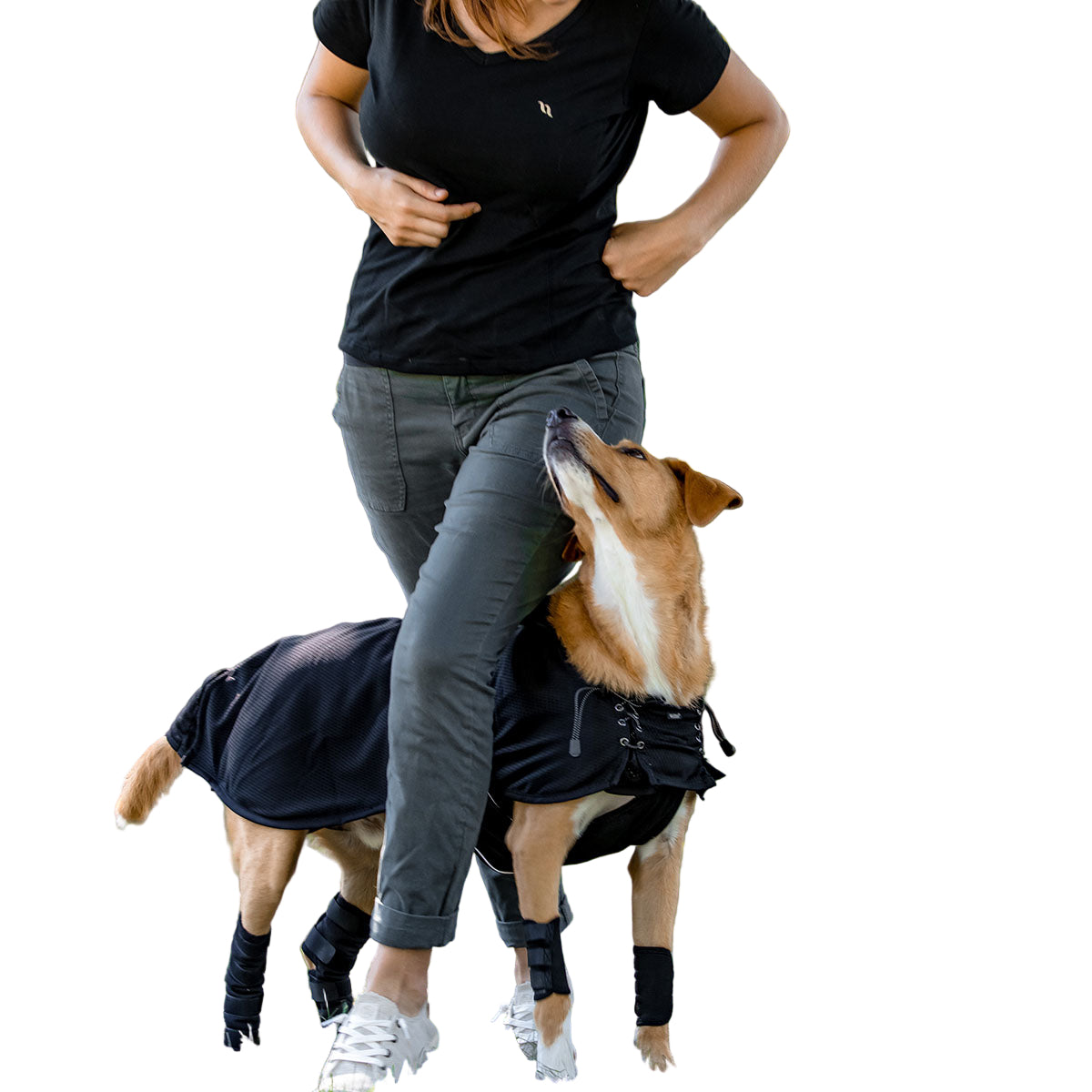 Back On Track Dog Hock Brace (Pair)