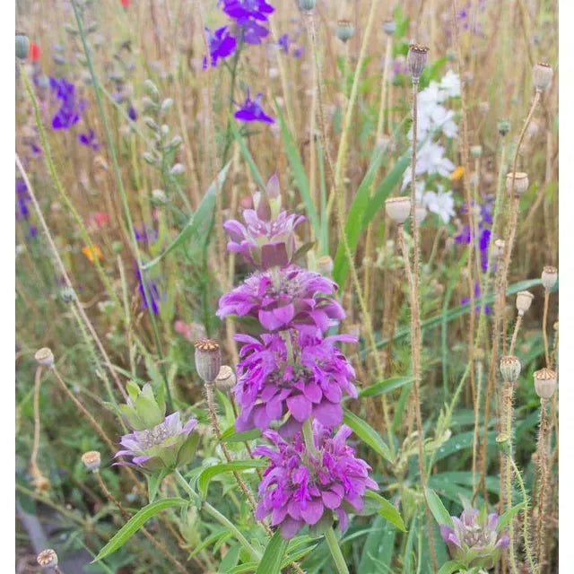 West Coast Seeds Flower Seeds - Wildflowers - Deer Resistant Blend 5g