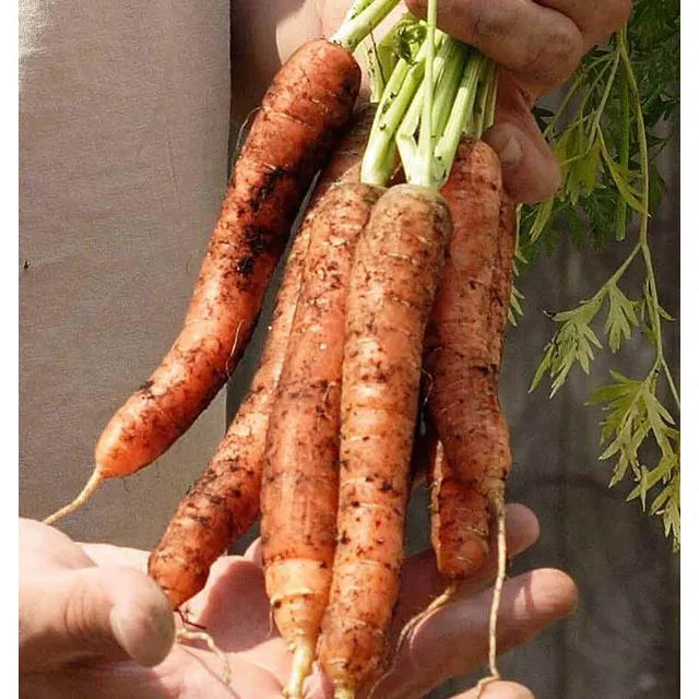 West Coast Seeds Carrots - Scarlet Nantes 0.75g - Irvine Tack & Western Wear