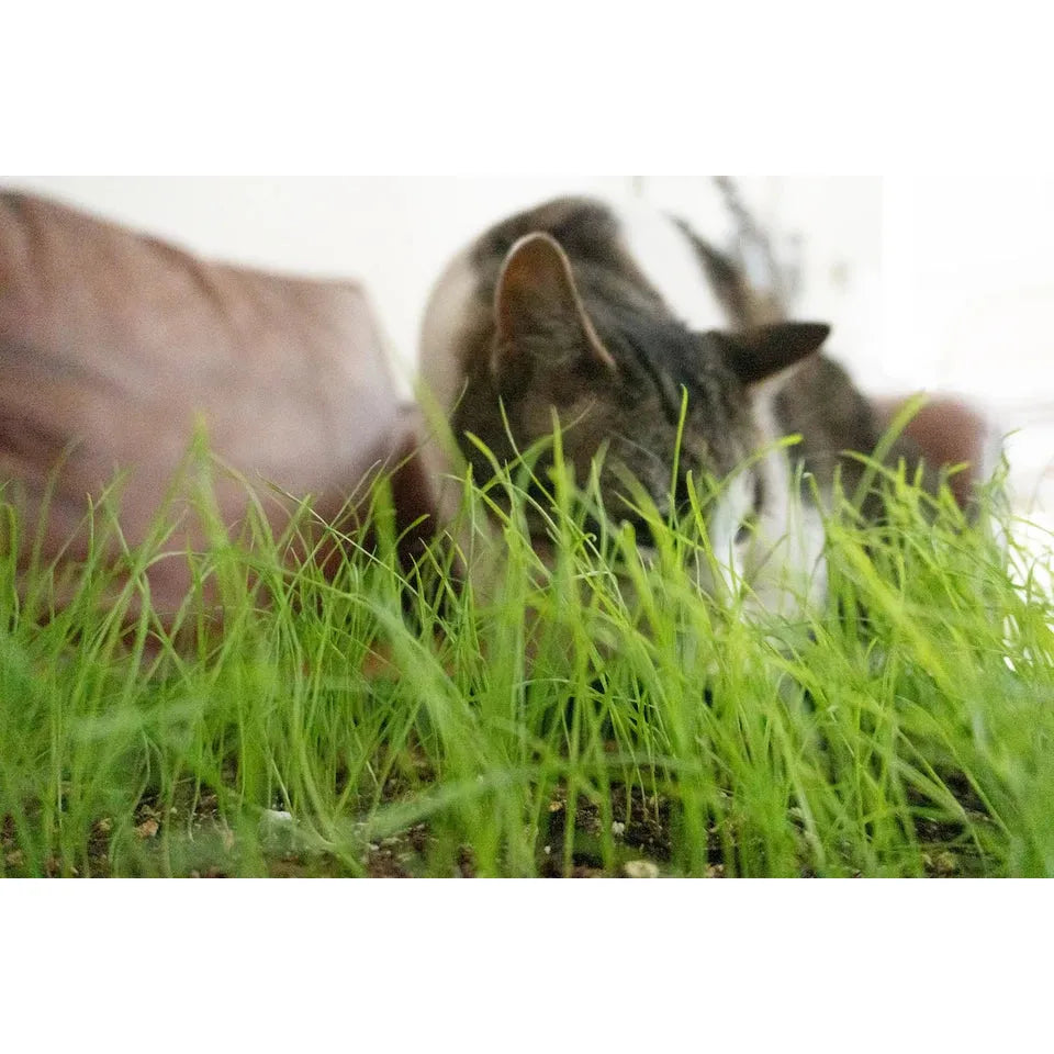 West Coast Seeds - Vegetable Seeds - Cat Grass 50g