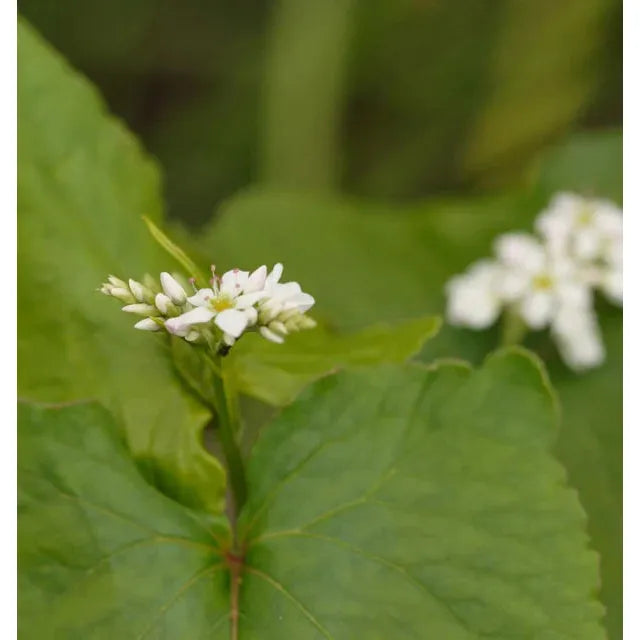West Coast Seeds - Buckwheat Cover Crop Seeds - Buckwheat 75g
