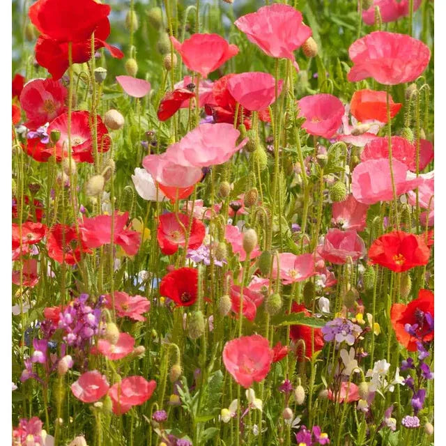 West Coast Seeds Flower Seeds - Wildflowers - Partial Shade Blend 25g