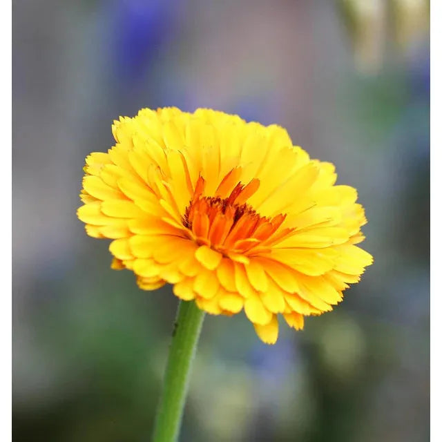 West Coast Seeds Flower Seeds - Calendula Seeds - Indian Prince 1g - Irvine Tack & Western Wear