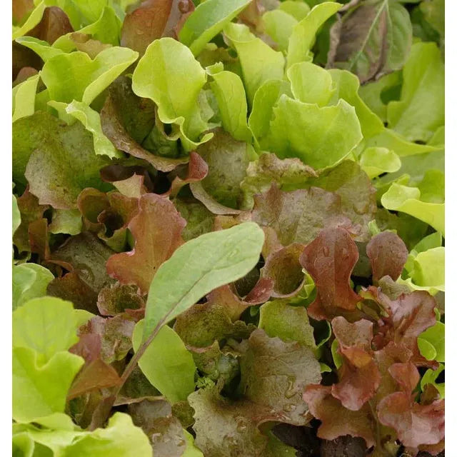 West Coast Seeds - Vegetable Seeds - Lettuce Super Gourmet Salad Blend 5g