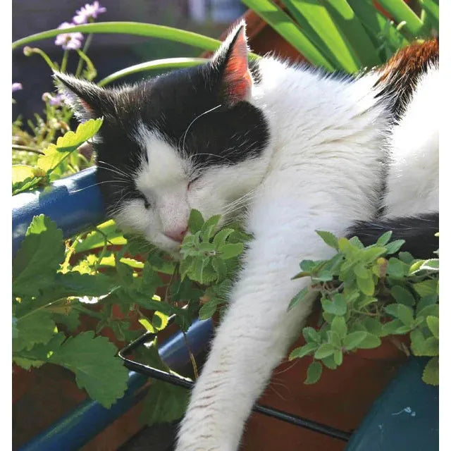 West Coast Seeds Herb Seeds Nepeta Catnip Seeds - Catnip 0.25g