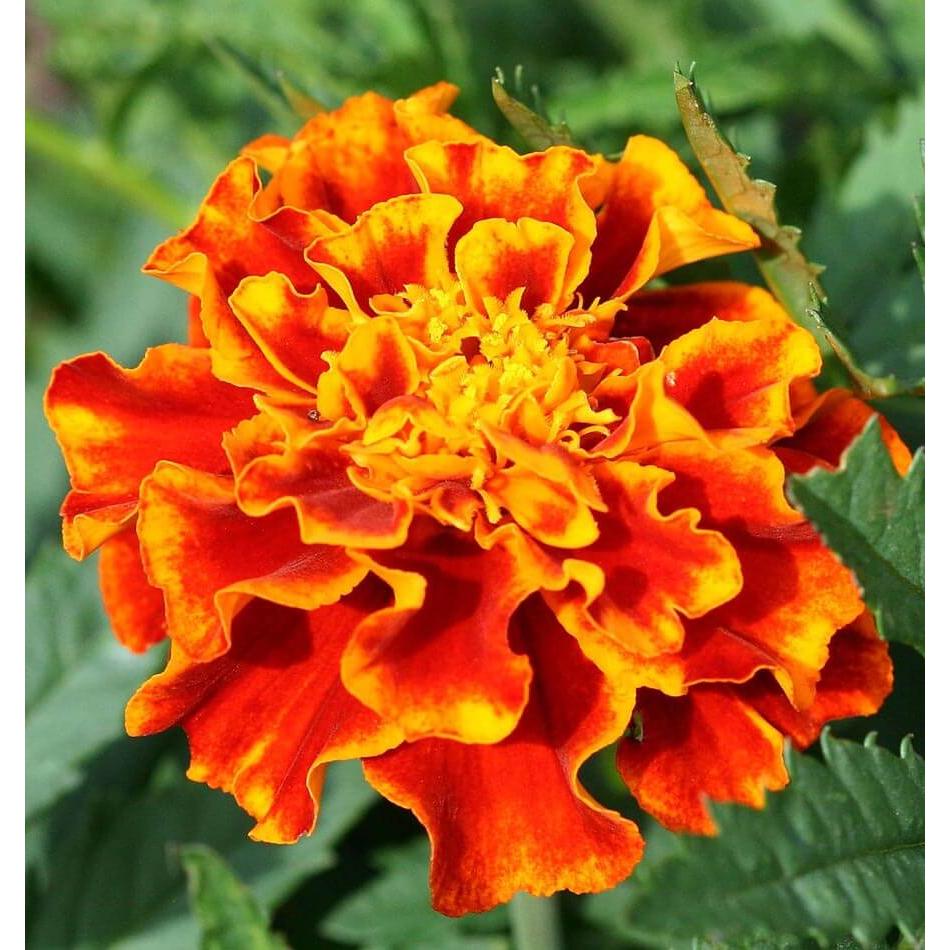 West Coast Seeds Flower Seeds - Marigolds - Sparky Mix