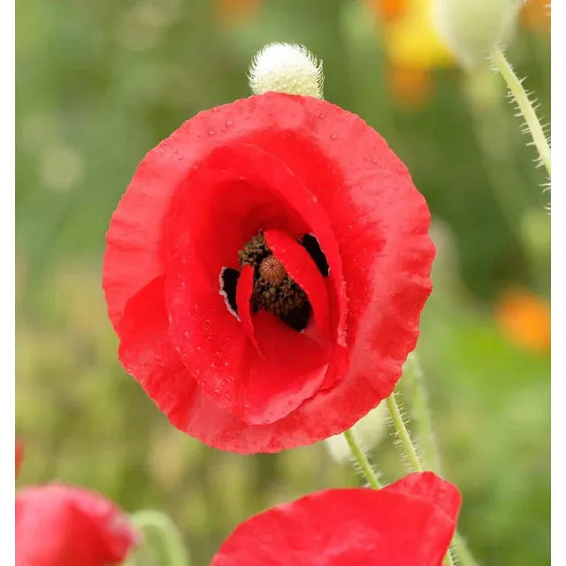 West Coast Seeds Flower Seeds - Poppies - Flanders Poppy 0.5g