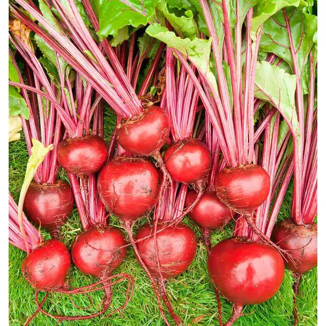 West Coast Seeds Beets - Merlin F1 Organic 100 Seeds