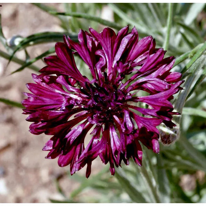 West Coast Seeds Flower Seeds - Cornflower - Black Ball 1g
