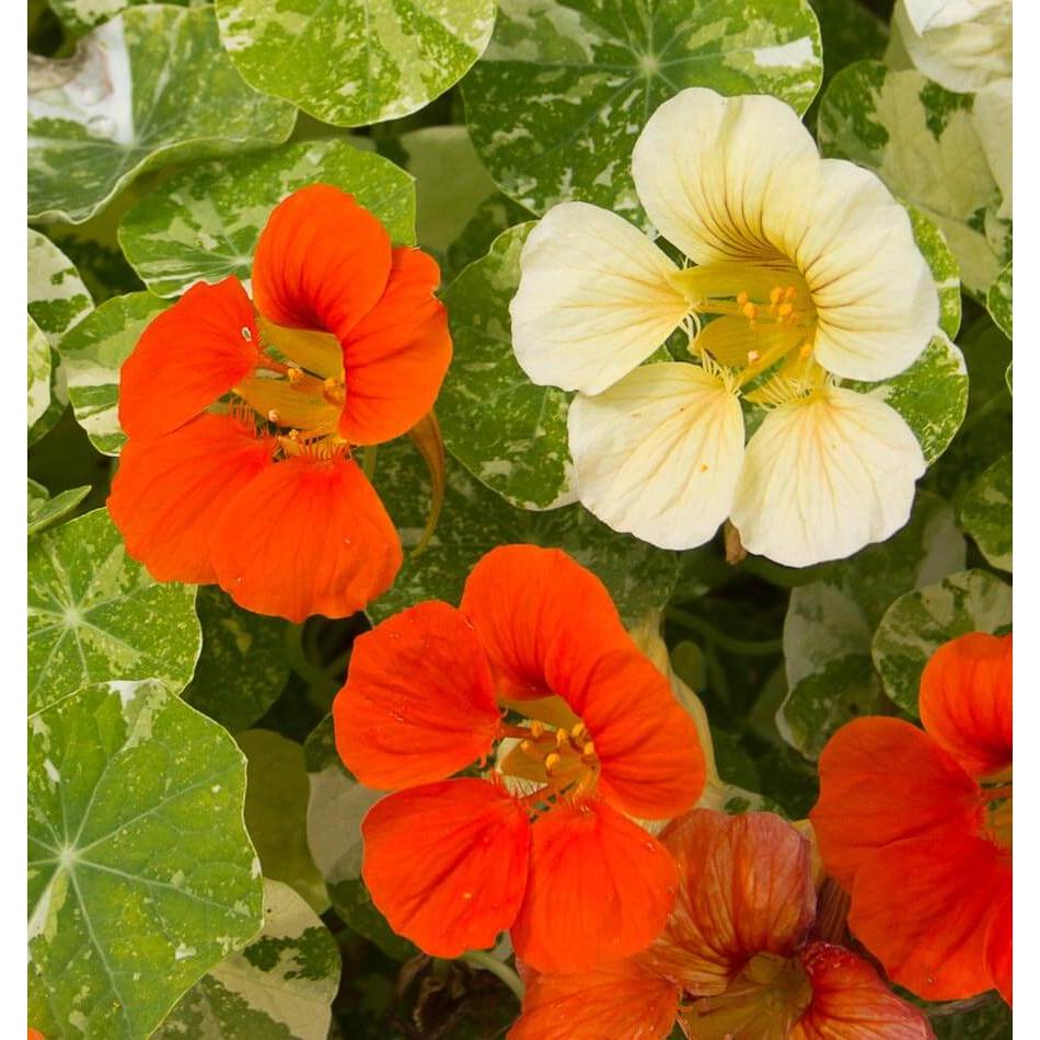 West Coast Seeds Flower Seeds - Nasturtiums- Tip Top Alaska Mix 5g