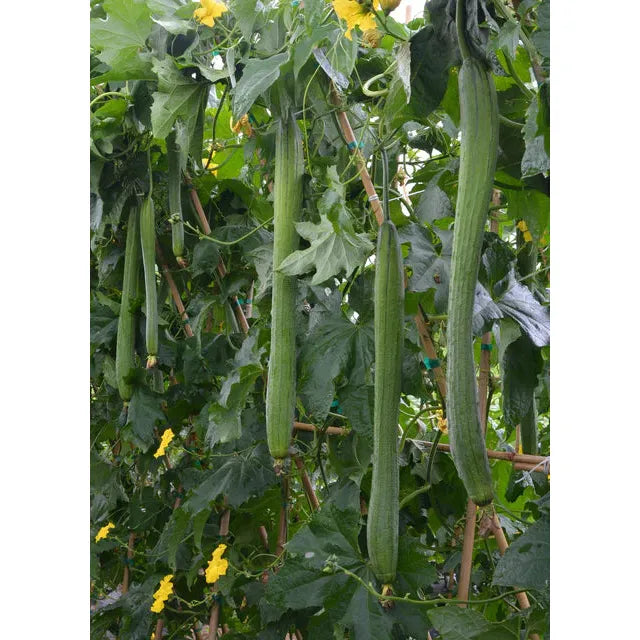 West Coast Seeds Vegetable - Specialty Squash - Emerald F1 1g
