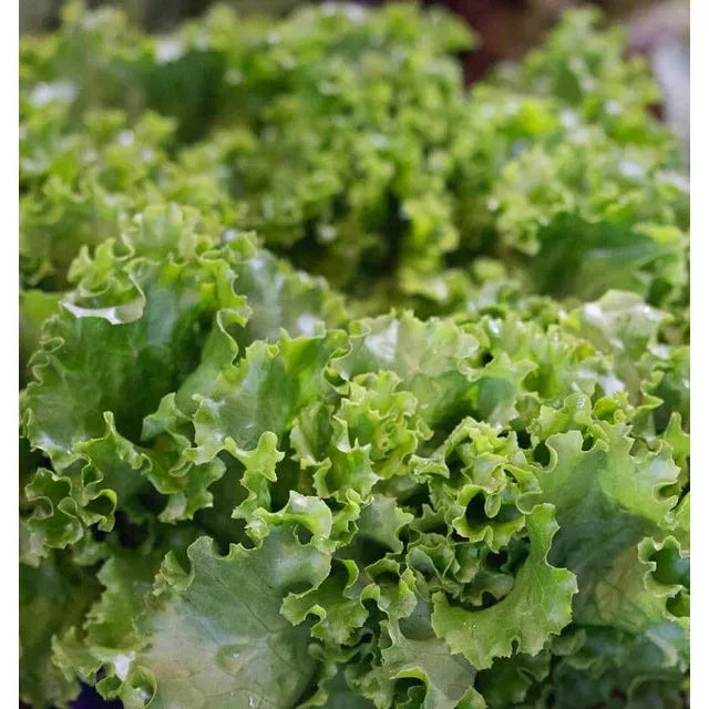 West Coast Seeds Vegetable Seeds - Lettuce - Grand Rapids TBR 1g