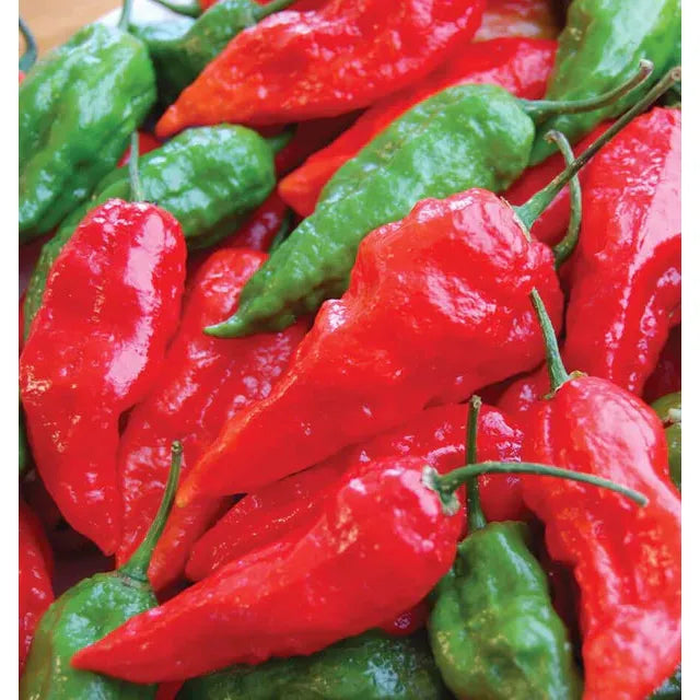 West Coast Seeds Vegetable - Pepper-Hot - Ghost Chili 10 Seeds