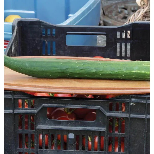 West Coast Seeds Cucumbers - Tasty Green F1 0.5g