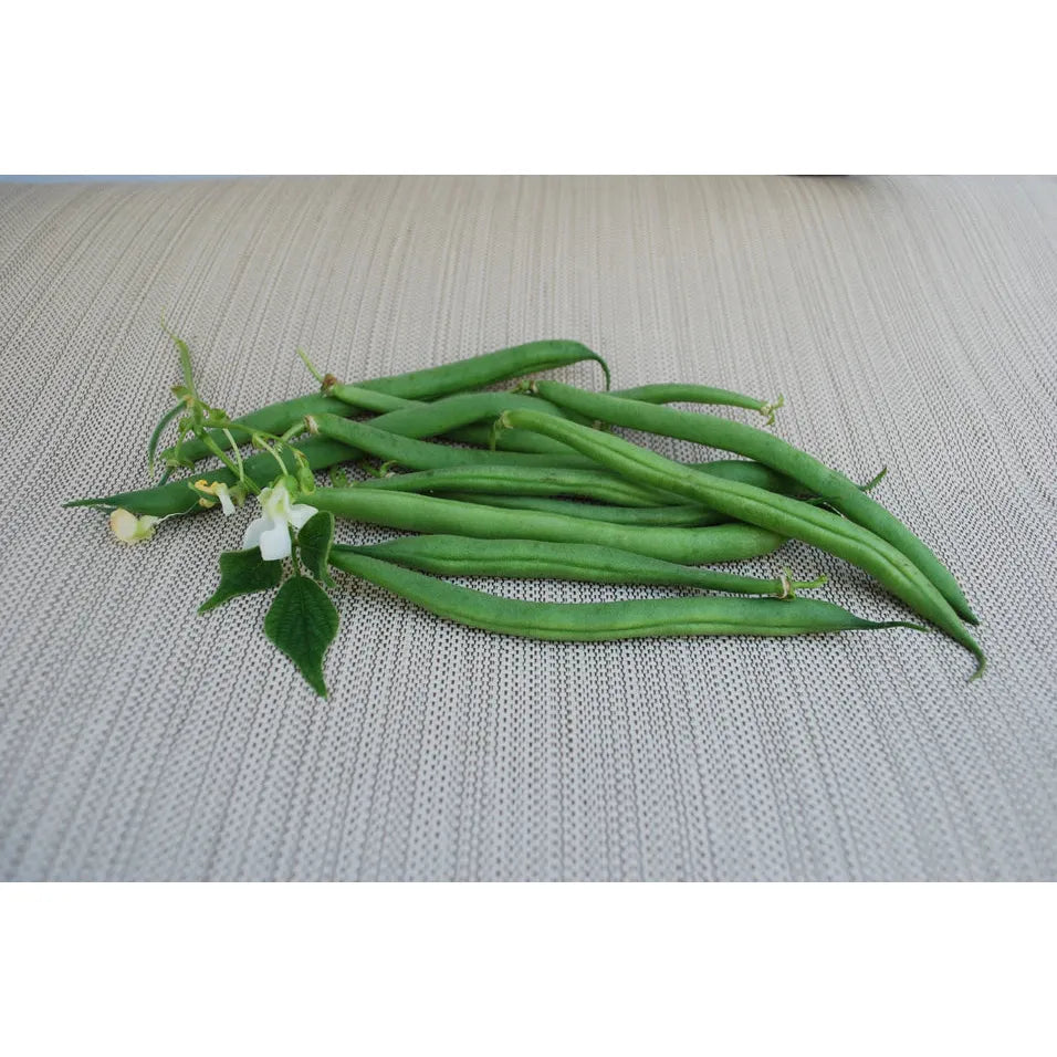 West Coast Seeds Beans - Derby 100g