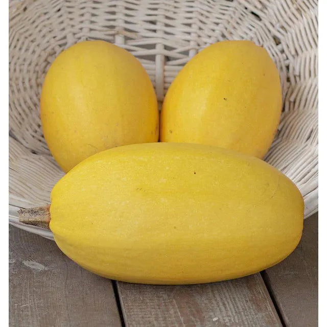 West Coast Seeds Vegetable - Winter Squash - Spaghetti 3g