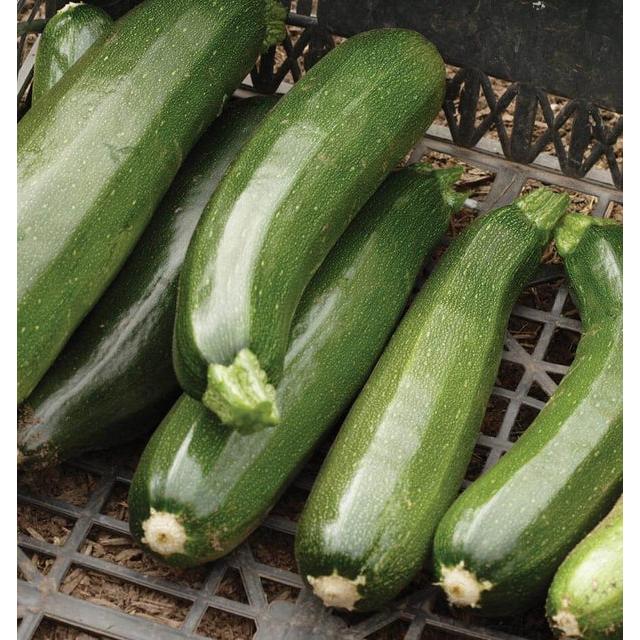 West Coast Seeds Vegetable - Squash-Summer - Black Beauty 2g