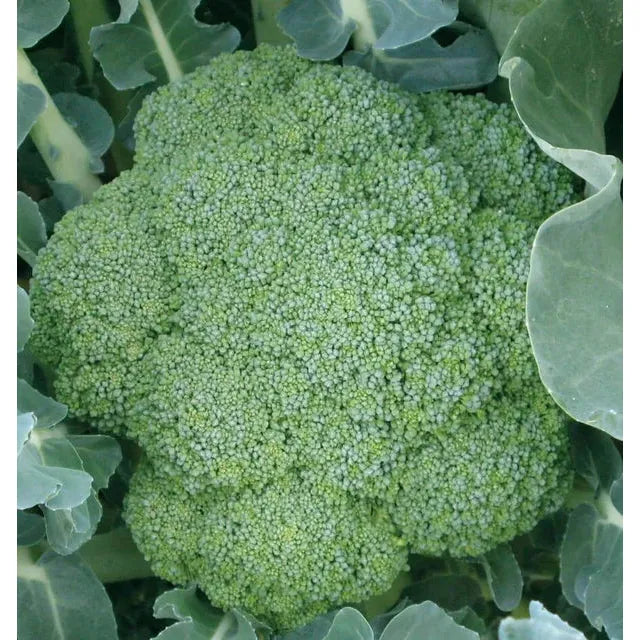 West Coast Seeds Broccoli - Green Magic F1 0.25g