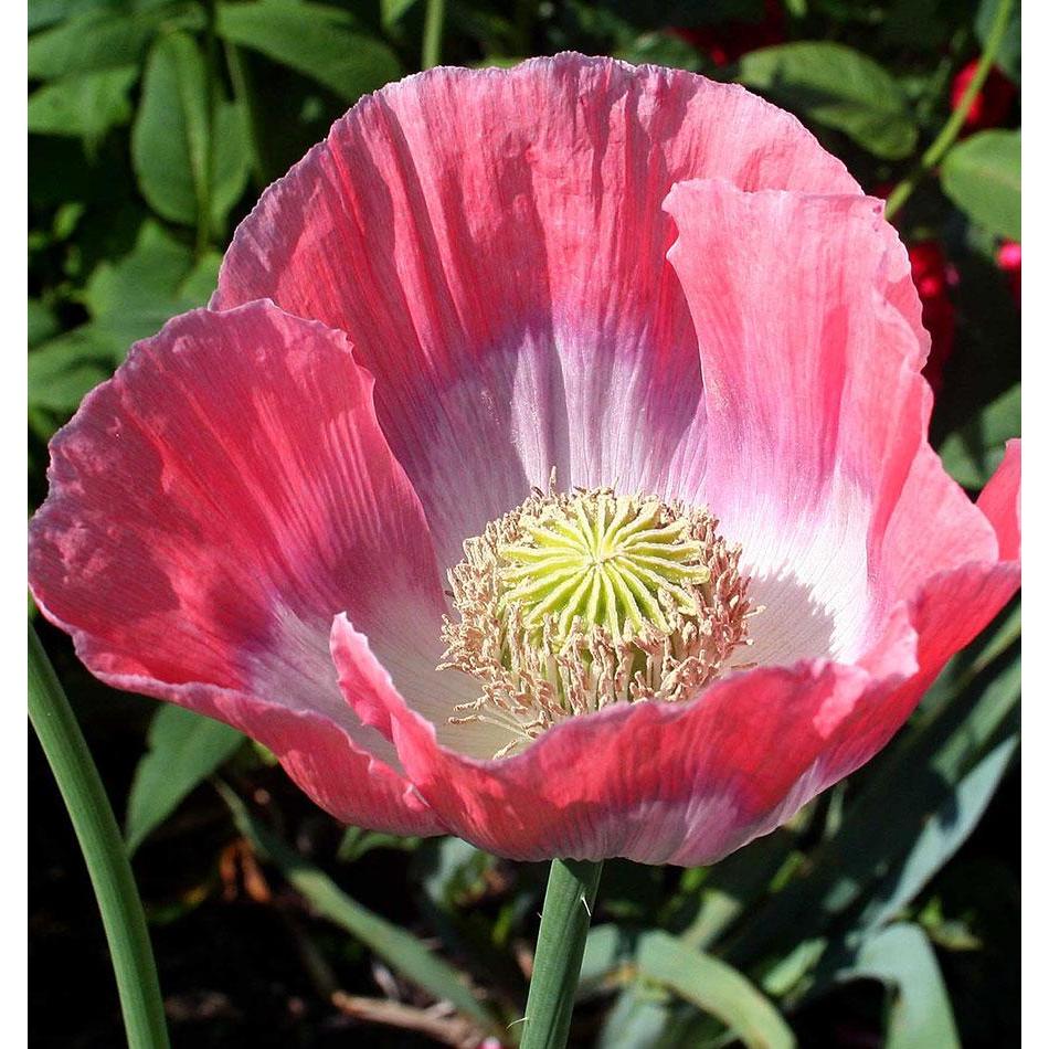 West Coast Seeds Flower Seeds - Poppies - Giganthemum 0.25g