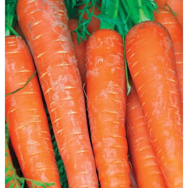 West Coast Seeds Carrots - Bolero F1 1g