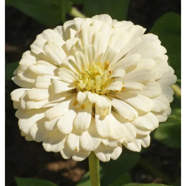 West Coast Seeds - Flower Seeds - Zinnias - Polar Bear 1g