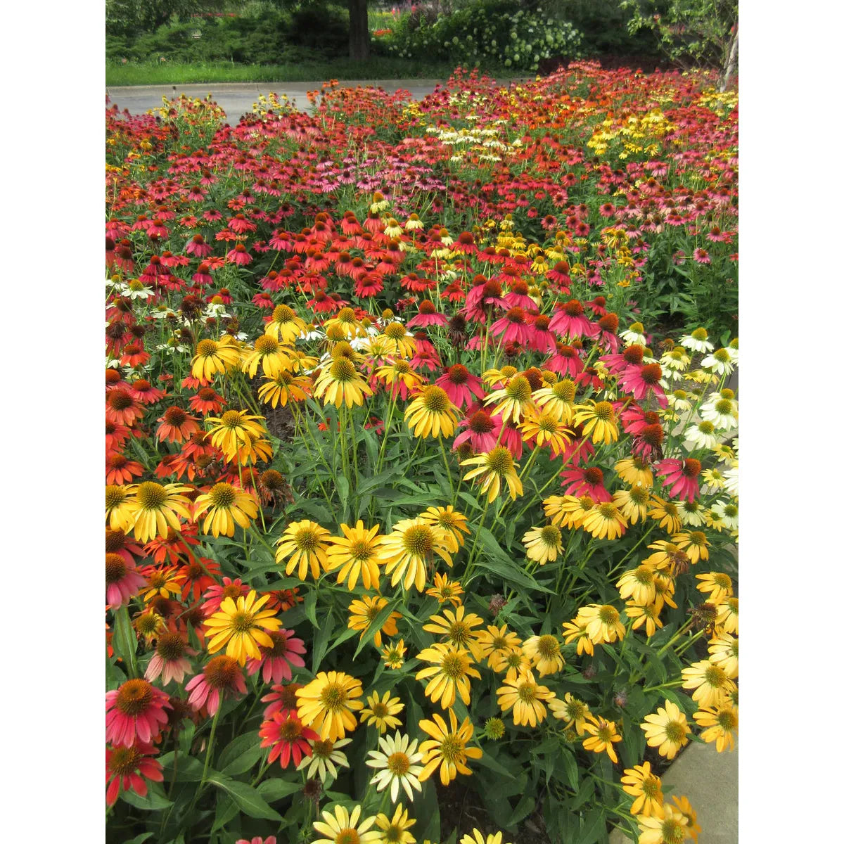 West Coast Seeds Flower Seeds - Echinacea - Cheyenne Spirit 10 Seeds