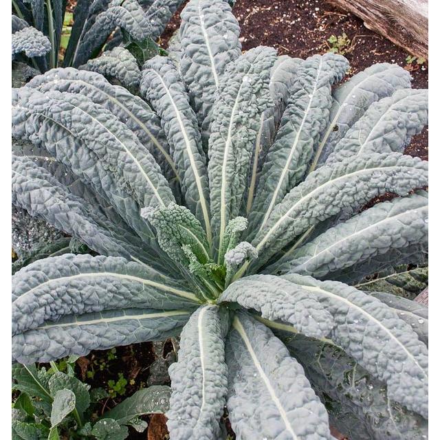 West Coast Seeds Vegetable Seeds - Kale - Lacinato 1g