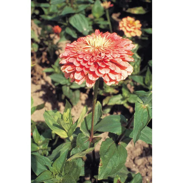 West Coast Seeds Flower Seeds - Zinnia - Bemaru's Giant Salmon Rose 25 Seeds