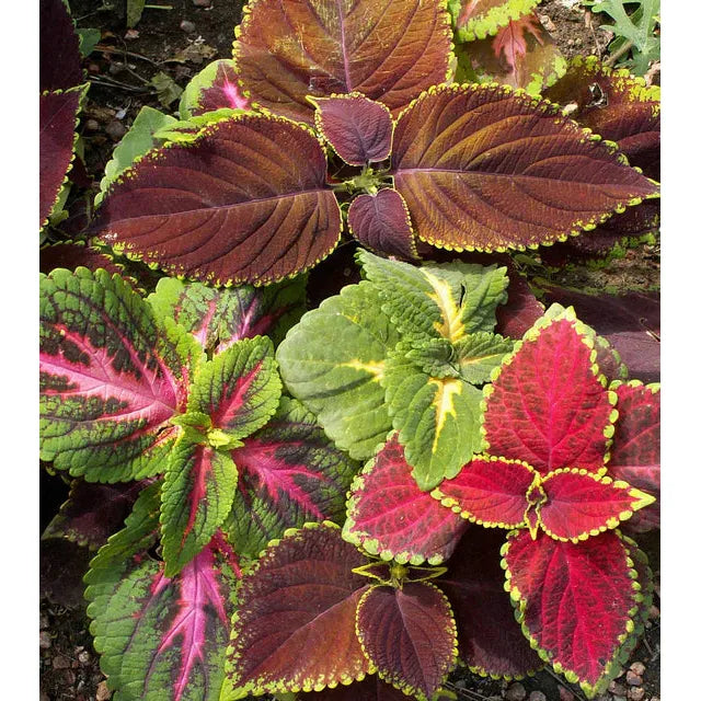 West Coast Seeds Flower Seeds - Coleus - Rainbow Mix 0.5g