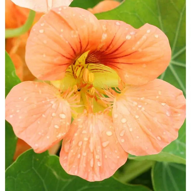 West Coast Seeds Flower Seeds - Nasturtiums- Tip Top Alaska Salmon 5g