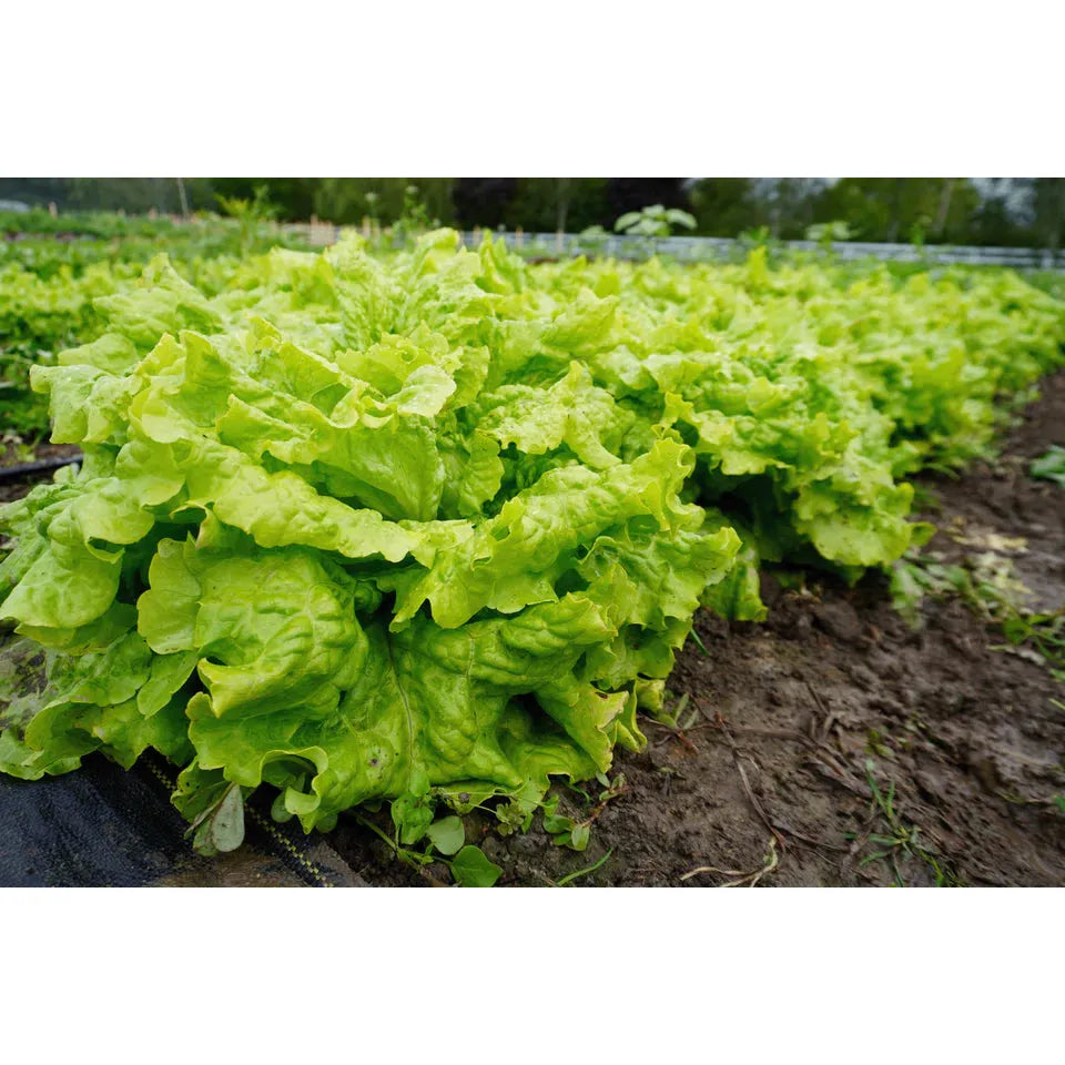 West Coast Seeds Vegetable Seeds - Lettuce - Simpson Elite 0.75g