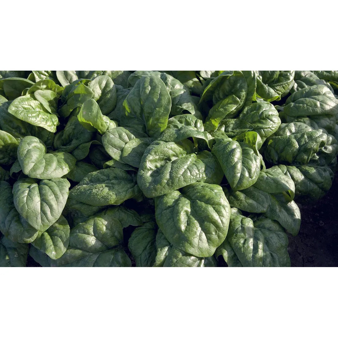 West Coast Seeds Vegetable - Spinach - Space F1 Organic 250 Seeds
