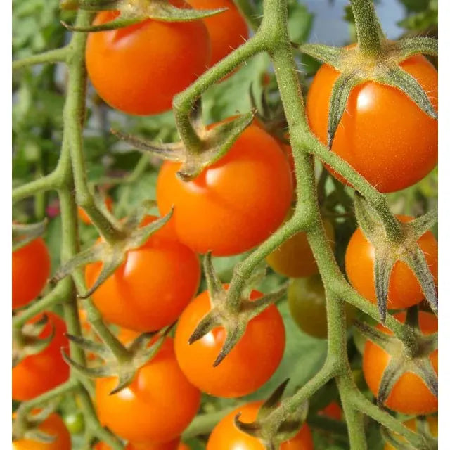 West Coast Seeds Vegetable - Cherry Tomatoes - Sungold 10 Seeds