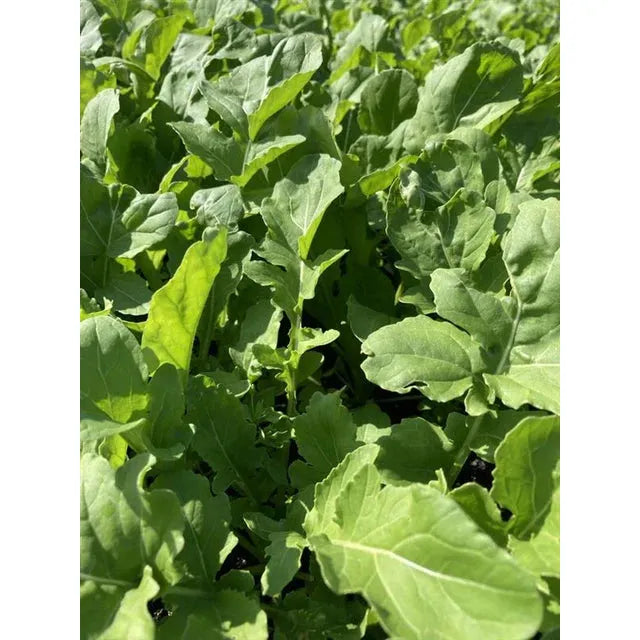 West Coast Seeds Vegetable Seeds - Greens - Astro Organic 1g