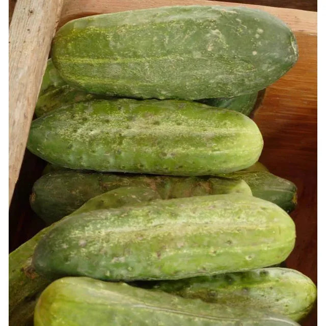 West Coast Seeds Cucumbers - Homemade Pickles 0.5g