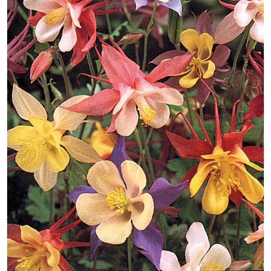 West Coast Seeds Flower Seeds - McKana Giants Mix 0.25g