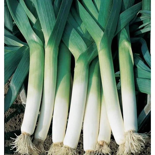 West Coast Seeds Vegetable Seeds - Leeks - Swiss Giant Lancia Coated Organic 50 Seeds