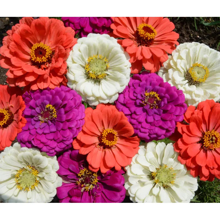 West Coast Seeds Flower Seeds - Zinnias - Under the Sea Mix 1g