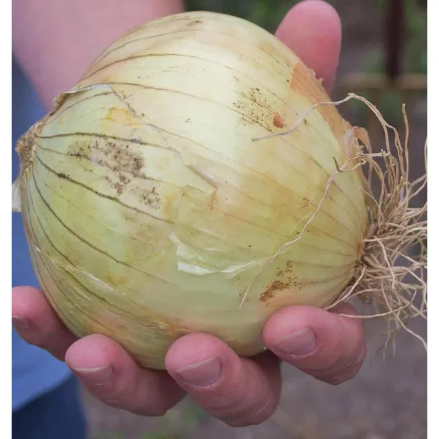 West Coast Seeds Vegetable Seeds - Onions - Ailsa Craig 0.5g