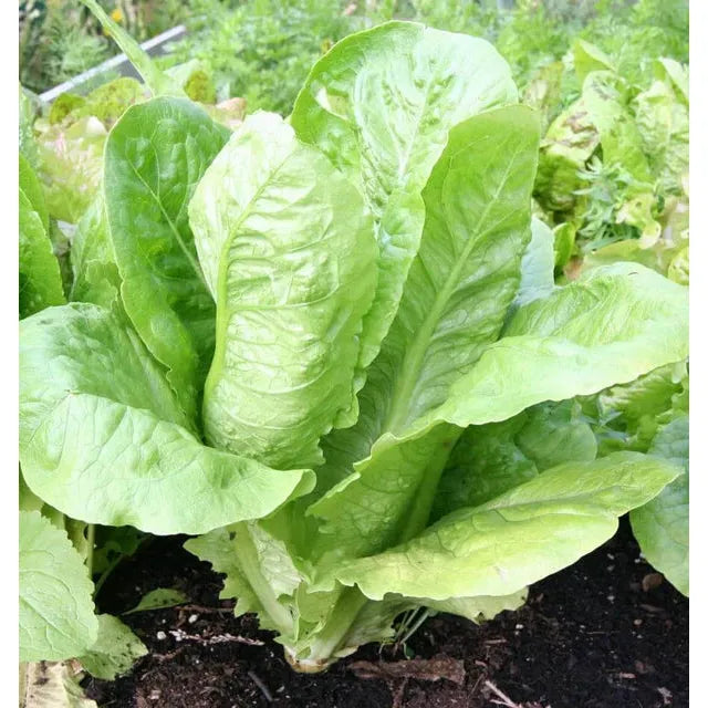 West Coast Seeds Vegetable Seeds - Lettuce - Parris Island 0.5g