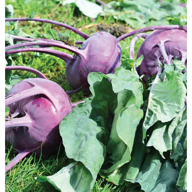 West Coast Seeds Vegetable Seeds - Kohlrabi - Purple Vienna 1g