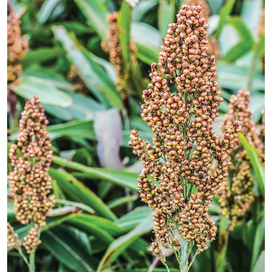 West Coast Seeds Corn - Mixed Colours Broom 2g