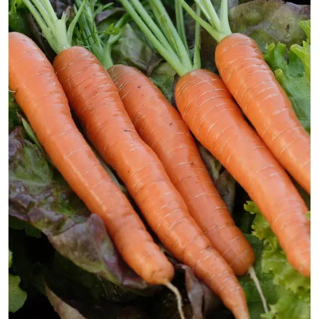 West Coast Seeds Carrots - Napoli F1 Coated Organic 0.5g