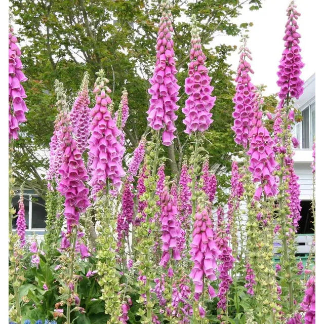 West Coast Seeds Flower Seeds - Foxglove 0.5g