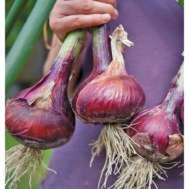 West Coast Seeds Vegetable Seeds - Onions - Redwing F1 Coated 0.5g