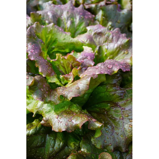 West Coast Seeds Vegetable Seeds - Lettuce - Lovelock Organic 50 Seeds