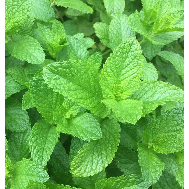 West Coast Seeds Herb Seeds - Mint - Spearmint 0.25g