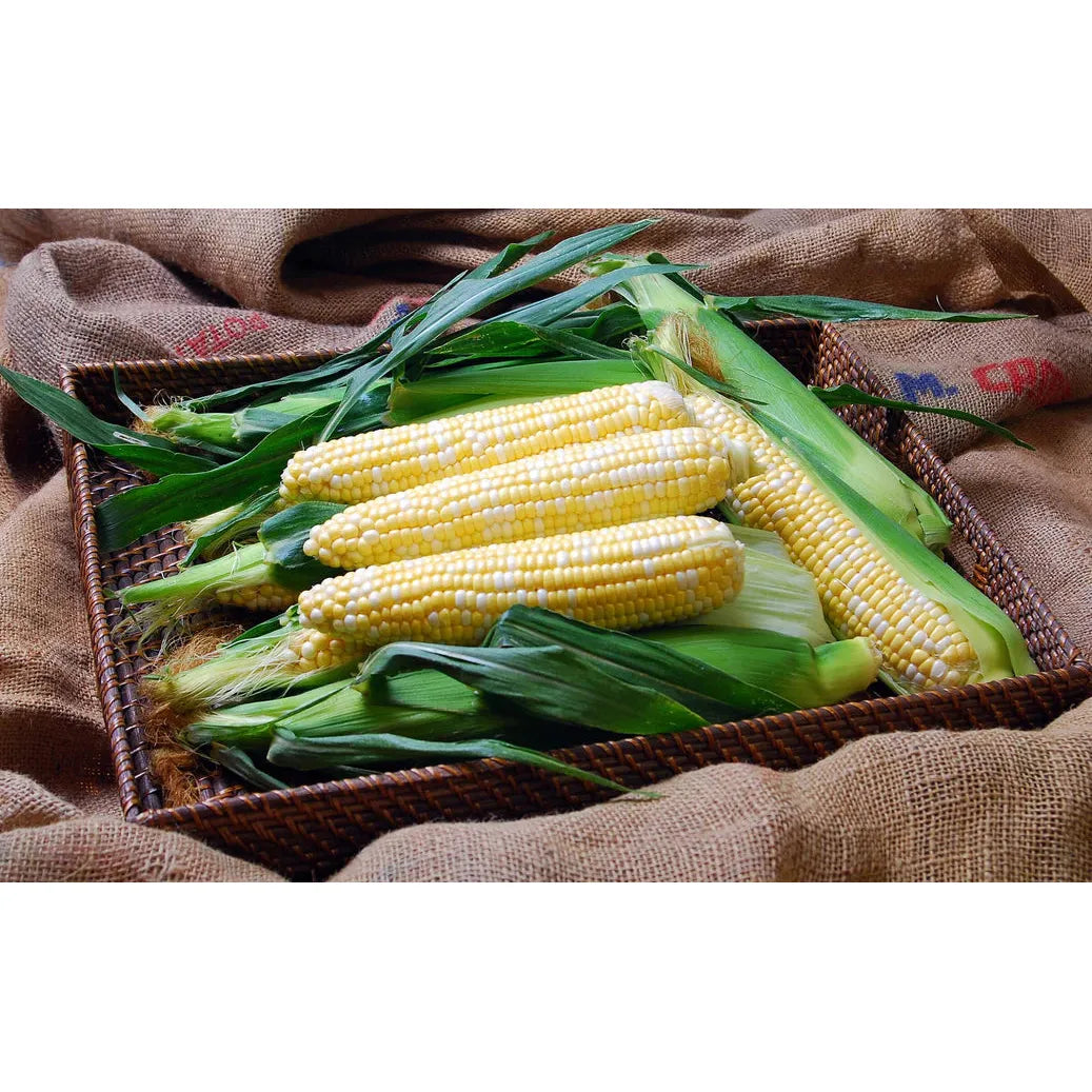 West Coast Seeds Corn - Solstice F1 - 250 Seeds