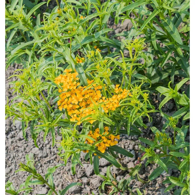 West Coast Seeds Herb Seeds - Mexican Tarragon Organic 0.1g